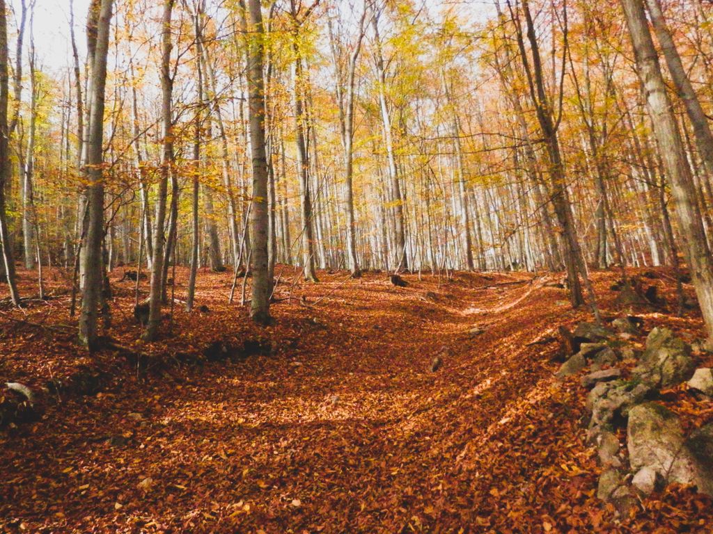 Captivating autumn scene in a Slovakian forest with golden leaves covering the ground.